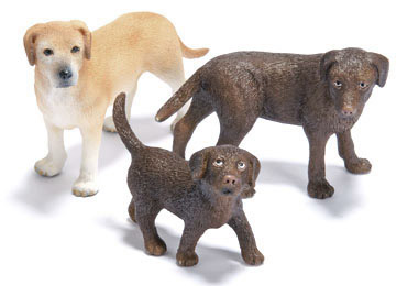 Labrador Labrador