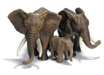 African elephant