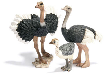 Struisvogel
