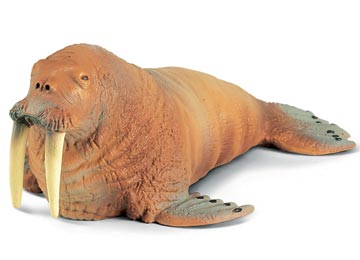 Walrus