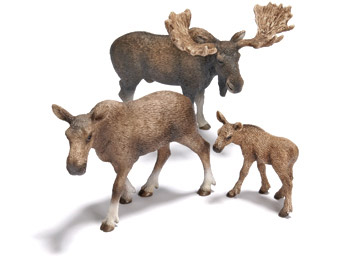 Moose