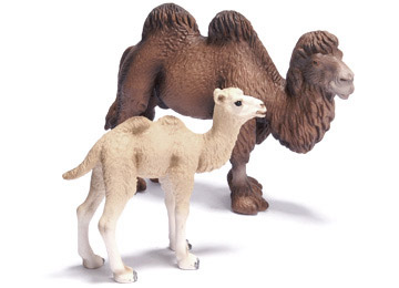 Twee bult Camel Twee bult Camel