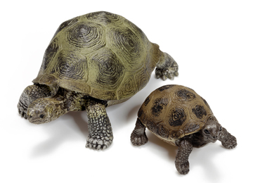 Reuzenschildpad