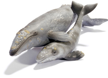 Grijs Walvis