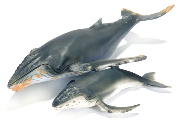Gebochelde walvis