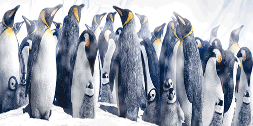 Arctic en Antarctic Arctic en Antarctic