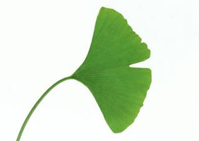 Ginkgo Ginkgo