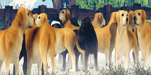 Honden Honden