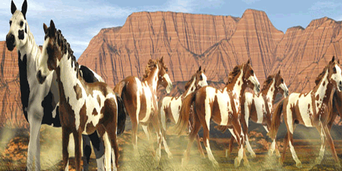 Paarden Paarden