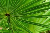 Saw Palmetto Saw Palmetto