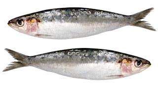 Visolie