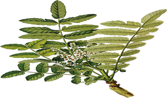 Weihrauch